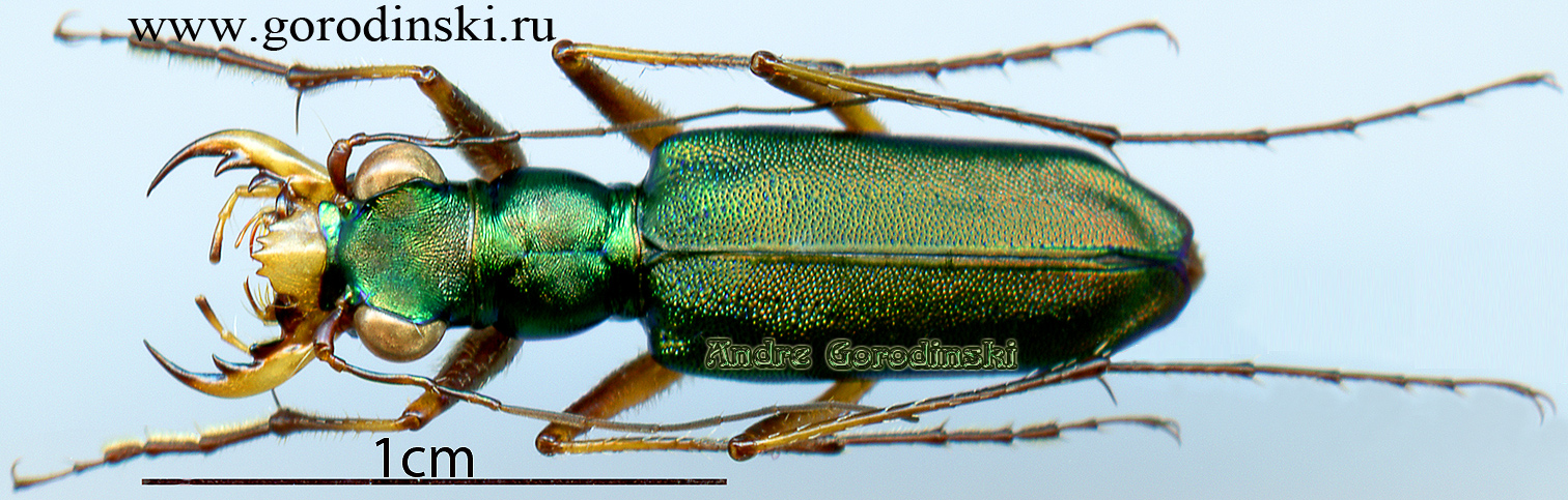 http://www.gorodinski.ru/cicindela/Heptodonta pulchella.jpg